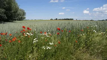 Wielkie Żuławy Malborskie